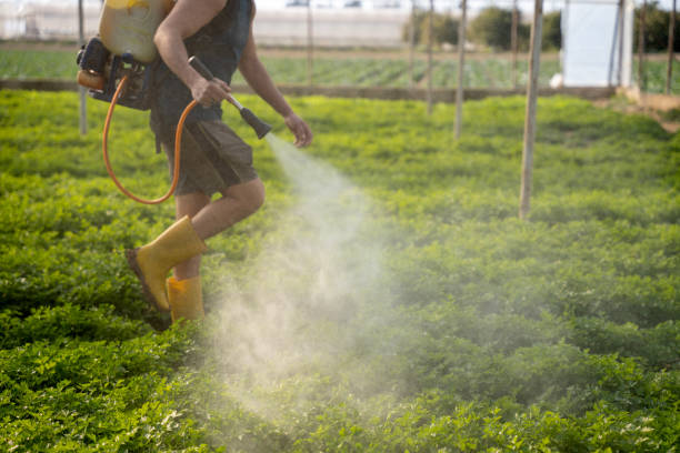 Best Affordable Pest Control Services  in Tonopah, NV