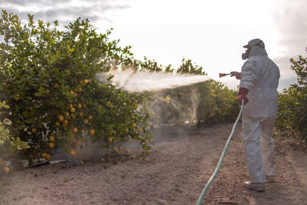 Best Pest Control Treatment  in Tonopah, NV