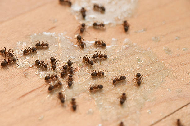  Tonopah, NV Pest Control Pros