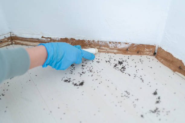 Best Flea Control Services  in Tonopah, NV